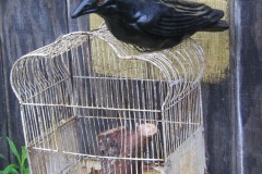 Matchstick-Crow